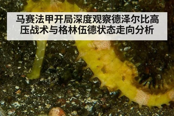 马赛法甲开局深度观察德泽尔比高压战术与格林伍德状态走向分析